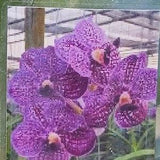 Orchid Vanda Pakchong Blue x Gordon Dillon Tropical Hanging