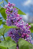 7 Popular Spring Flowers and What They Mean ... Flower Delivery