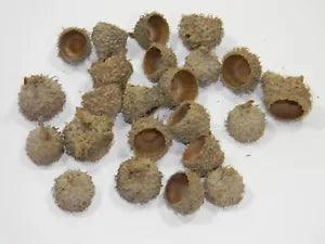 22 ACORN CAPS for Crafting~Fairy Garden~Wreaths~Crafts~Fall Decor