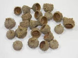 22 ACORN CAPS for Crafting~Fairy Garden~Wreaths~Crafts~Fall Decor