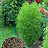 Kochia seeds 1000000 Kochia Scoparia seeds,Green Molly Flower,Kochia grass,Ukrainian organic seeds SW214