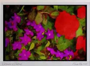 Wild Flowers Plants 013042 Purple Browalia With Red Ranunculus Limited Edition