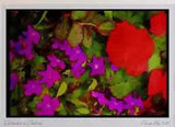 Wild Flowers Plants 013042 Purple Browalia With Red Ranunculus Ltd Ed A3