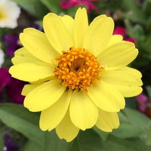50 Profusion Yellow Zinnia Seeds ¡§C Yellow Color - Semidouble Zinnias Flowers  - Annual Flower Seeds - FS021a