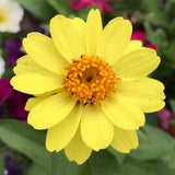 50 Profusion Yellow Zinnia Seeds ¡§C Yellow Color - Semidouble Zinnias Flowers  - Annual Flower Seeds - FS021a