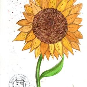 Ukraine - A Single sunflower on a white background. An unofficial Ukrainian symbol, and a symbol of peace - Original - Size: 7.5 x 10.25 in