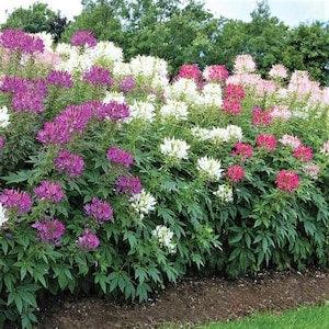 25 Heirloom Cleome Seeds - Spider Flower