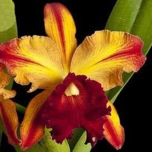 Rlc Toshie Aoki 'Pizazz' AM/AOS Near Blooming size plants 3.5" pot. Cattleya orchid clone.