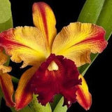 Rlc Toshie Aoki 'Pizazz' AM/AOS Near Blooming size plants 3.5" pot. Cattleya orchid clone.