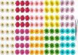 120Pcs Dried Daisy Pressed Flowers -  Full Real Nature Daisy Flowers Set for Res