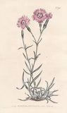 Dianthus Clove Carnation Pink Caucasus Flower Engraving Copper Stitch Curtis 795
