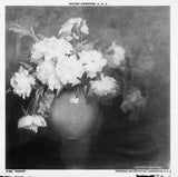 Peonies,flowers,paintings,Wilton Lockwood,Detroit Publishing Company,c1900