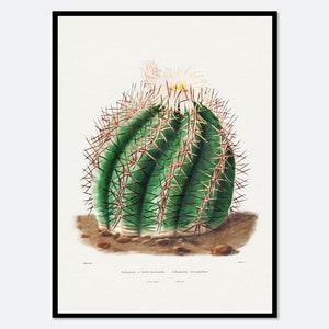 Turk's Head Cactus Botanical Flowers Vintage Wall Art Print | Succulent, Green Plants, Colorful Floral Poster, Retro Antique Decor #BA32