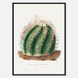 Turk's Head Cactus Botanical Flowers Vintage Wall Art Print | Succulent, Green Plants, Colorful Floral Poster, Retro Antique Decor #BA32