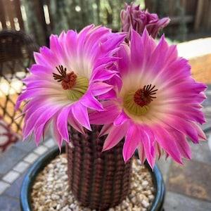 Rainbow Hedgehog Cactus | Echinocereus Rigidissimus subs. Rubispinus Cactus Seeds