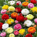Ranunculus Seeds packet of 60 (Persian Buttercup) USA grown