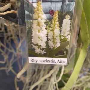 Orchid Vanda Rhynchostylis coelestis alba White