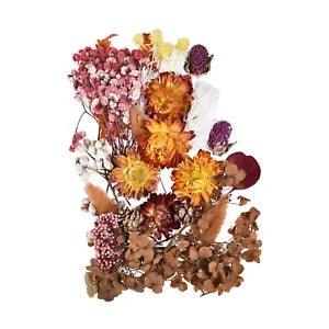 Real Dried Flowers For DIY Epoxy Resin Pendant Jewellery Candle Making Art Craft