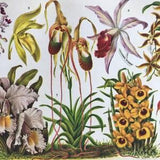 1924 Tropical Orchids Original Antique Lithograph - Mounted and Matted - Gardening - Horticulture - Botanical Art - Available Framed