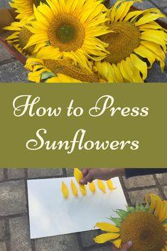 How to Press Sunflowers - A Step by Step Guide Flower Delivery
