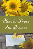 How to Press Sunflowers - A Step by Step Guide Flower Delivery