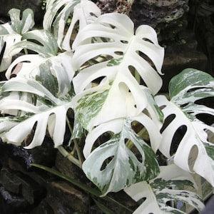 Monstera Deliciosa Albo Variegated Rooted Cuttings With Free Phyto Certificates