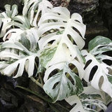 Monstera Deliciosa Albo Variegated Rooted Cuttings With Free Phyto Certificates
