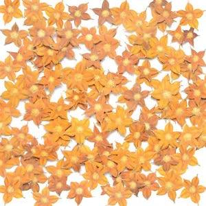 Pressed Flowers Rare Star Flowers Yellow 05 Petals Resin Card making materials