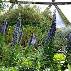 N535 Blauer Echium 25 blue Vulgaris Echium Seeds Seeds Echium Seeds Perennial Seeds Blue Flower Seeds