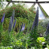 N535 Blauer Echium 25 blue Vulgaris Echium Seeds Seeds Echium Seeds Perennial Seeds Blue Flower Seeds