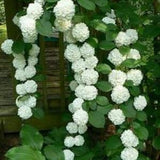 No273 Snowball plants 10 Seeds Hangplants Zaden Seeds Paniculata withe Radican Starflower Skyflower Snow Ball Flowers