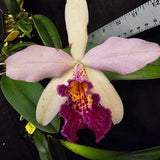 Rby. Golden Tang x Richard Mueller 'STK' Blooming size Brassavola cattleya orchid clone. Fragrant attractive spotted blooms