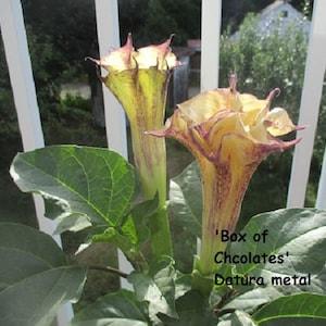 Datura 'Box of Chocolates' (Datura metal) Rare & not available commercially! - 5 seeds