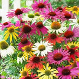 Coneflower, Echinacea Flowers MIX collors, 1g / 100 Seeds, Echinacea sp., GMO FREE