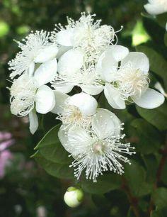rare evergreen, Chilean Myrtle,  Luma apiculata, edible fruit, 8cm tall seedling  | eBay Flower Delivery