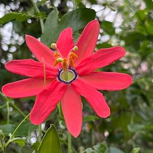 The Red Passion Flower, Seeds Packet | Passiflora manicata Seed | Red Passionflower Vine Seeds | Passion Fruit Plant Seed