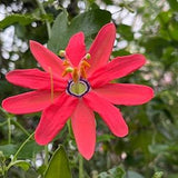 The Red Passion Flower, Seeds Packet | Passiflora manicata Seed | Red Passionflower Vine Seeds | Passion Fruit Plant Seed