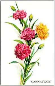 Carnations Flower Bouquet Greetings & Wishes Card Posted Postcard