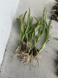 3 Live Plant Bulb Crinum Asiaticum Giant White Spider Lily Poison Bulb Bare Root