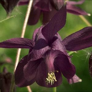 BLACK COLUMBINE Aquilegia Atrata Perennial, 5 Seeds