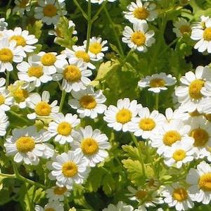 Feverfew Seeds (Tanacetum parthenium) - Organic, Medicinal herb, Perennial, attracts pollinators. All real & fresh seeds.