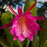 Epiphyllum hybrids mix / 10 seeds (Orchid cacti)