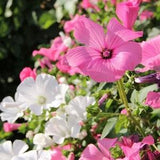 Mallow Rose Mallow Royal Mallow Flowers Blend 1g - 100 Seeds - Lavatera Trimestris NON GMO