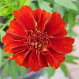RED Marigold Flower Seeds, Rare CRIMSON RUST Annual, Container Gardening Balcony, Sun & Shade Annual Flower Garden Canada Day Flowers +Gift