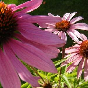 Purple Coneflower - Echinacea Purpurea 30 seeds - Monarch Magnet, Nectar Plant, Chemical Free, Bee and Pollinator Safe. Native Perennial