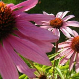 Purple Coneflower - Echinacea Purpurea 30 seeds - Monarch Magnet, Nectar Plant, Chemical Free, Bee and Pollinator Safe. Native Perennial
