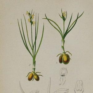 False Orchid or False Musk Orchid - Chamorchis alpina - Original Antique Botanical Print 1880s,orchidaceae,orchidoideae,orchideae,flower