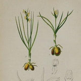 False Orchid or False Musk Orchid - Chamorchis alpina - Original Antique Botanical Print 1880s,orchidaceae,orchidoideae,orchideae,flower