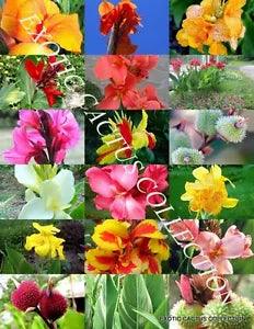 CANNA LILY MIX, exotic tropical flowering pond ginger lilies bulbs seed 10 SEEDS
