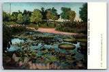 Postcard IL Chicago View Lincoln Park Lily Pond Floral Flowers Vintage C-12 H9